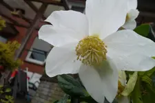 SAM_0706.webp