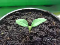 Lemon Drop 2.webp