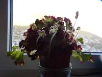 P1020390.webp