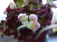 P1020393.webp