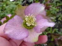 P1020530.webp