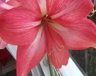 Amaryllis-Blüte + Staub-Stempel.webp