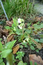 Schlüsselblume.webp