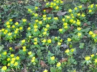 Winterlinge.webp