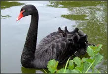 Schwarzer Schwan.webp