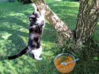 Moehrensalat meiner (2)v.webp