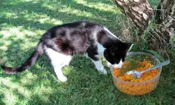 Moehrensalat meiner (3)v.webp