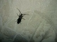 Tiere alt 223v.webp