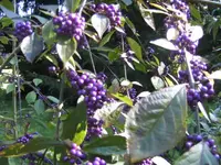 BILD3569.webp
