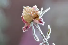 DSC_5905.webp
