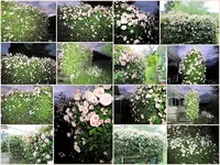 Rosenheckev.webp
