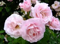 DSCF0284.webp