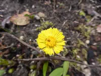 P1020599.webp