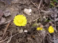 P1020629.webp