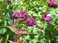 DSCN8456.webp
