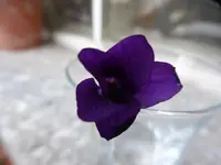 P1020658.JPG