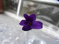 P1020659.webp
