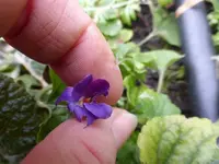 P1020585.webp