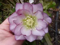P1020613.webp