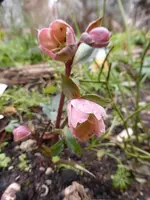 P1020580.webp