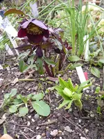 P1020609.webp
