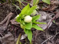 P1020625.webp