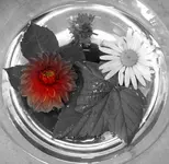 Copy of flower (8)v.jpg