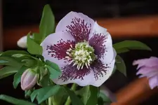 DSC04162.webp