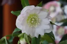 DSC04166.webp