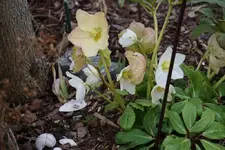 DSC04172.webp