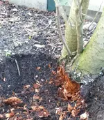 Thuja_Wurzel.webp