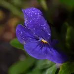 DSC_6395x.webp
