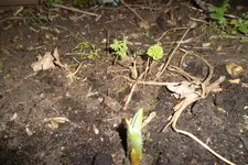 SAM_0709.webp