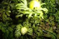 SAM_0712.webp