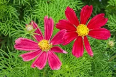 IMG_5928_Blume.jpg