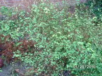 Wildrose.webp