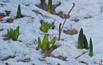 Frühling_Spitzen_Schnee_still life_900.JPG