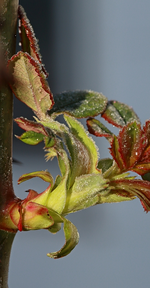 Rosen_Austrieb_Frost_makro2_800.webp