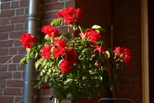 IMG_3450.webp