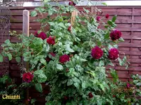 IMG_4790-001.webp