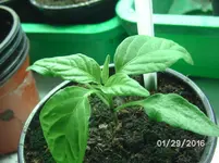 Sweet Cayenne.webp
