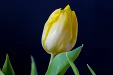 7257.webp