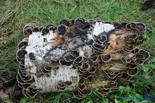 comp_DSC04514.webp