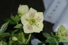 H. orientalis SP Sophie2.webp