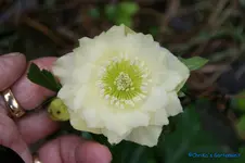 H. orientalis Party Dress Pirol.webp
