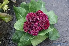 comp_DSC04529.webp