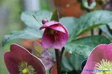 Rose de Noel.webp