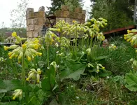 Schlüsselblumen.webp