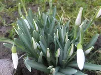 DSCF9074.webp