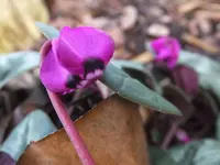 DSCF9101.webp